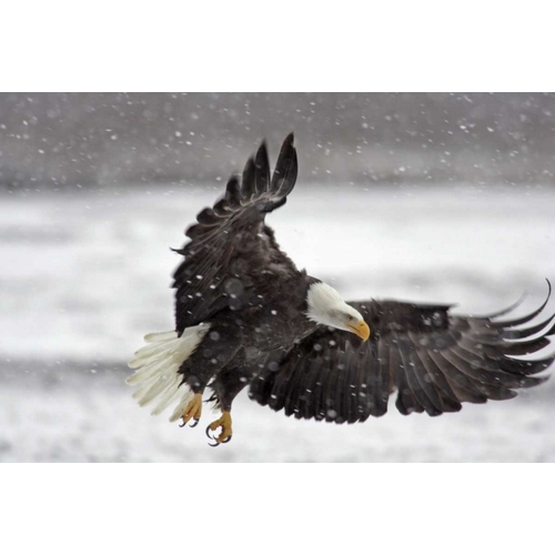 AK, Bald eagle flies in snowstorm